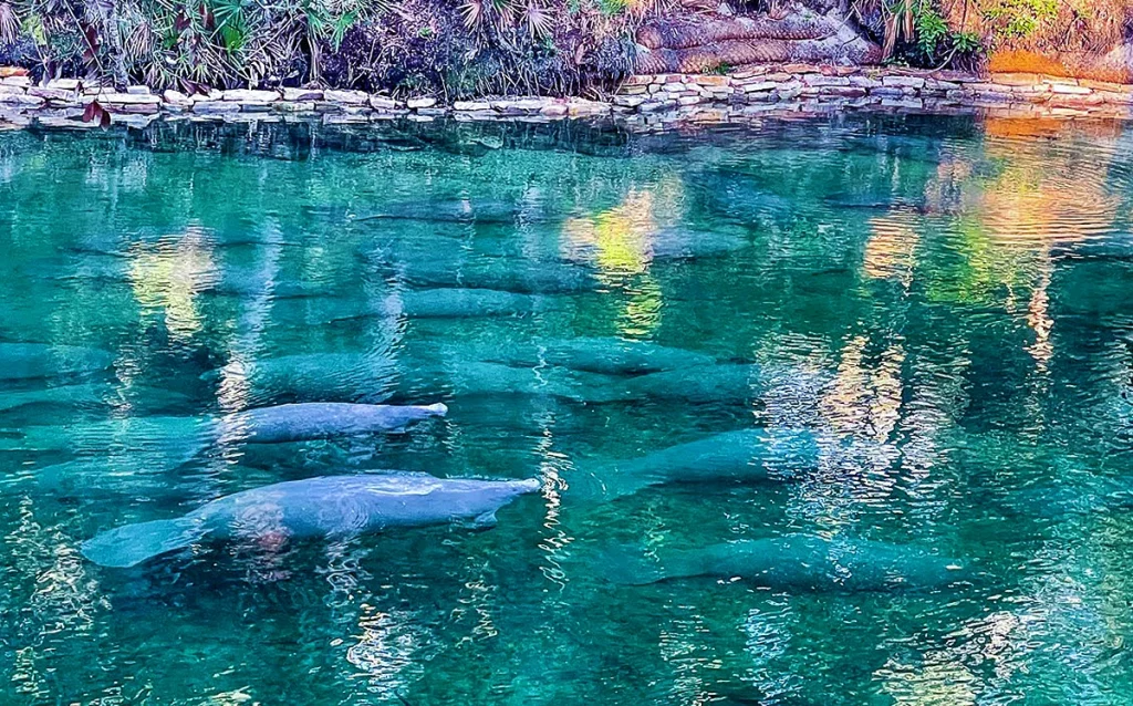 Descubra como visitar o Blue Spring State Park, ver peixes-boi, nadar em águas cristalinas e fazer um passeio diferente perto de Orlando. Conheça o Blue Spring State Park, veja peixes-boi de perto e descubra um dos lugares mais incríveis da Flórida fora dos parques.