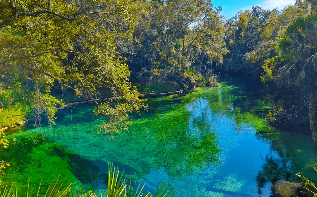 Descubra como visitar o Blue Spring State Park, ver peixes-boi, nadar em águas cristalinas e fazer um passeio diferente perto de Orlando. Conheça o Blue Spring State Park, veja peixes-boi de perto e descubra um dos lugares mais incríveis da Flórida fora dos parques.