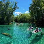 Conheça Crystal River, passeio perto de Orlando para nadar com peixes-boi, ver águas cristalinas e explorar a Flórida além dos parques. Veja como visitar Crystal River, quando ver peixes-boi e como incluir esse passeio no roteiro da sua viagem para Orlando.