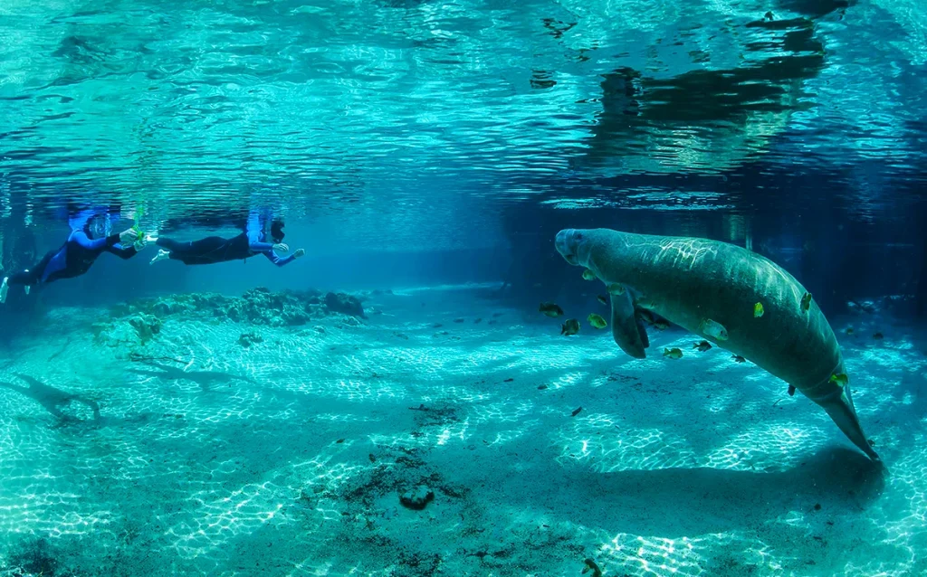Conheça Crystal River, passeio perto de Orlando para nadar com peixes-boi, ver águas cristalinas e explorar a Flórida além dos parques. Veja como visitar Crystal River, quando ver peixes-boi e como incluir esse passeio no roteiro da sua viagem para Orlando.