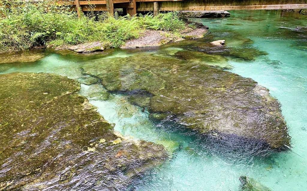 Conheça Rock Springs, passeio natural perto de Orlando com água cristalina, boias e excelente custo-benefício para fugir dos parques. Veja como visitar Rock Springs no Kelly Park, quanto custa, quando ir e como encaixar esse passeio no roteiro de Orlando.